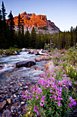 Pink flowers, river, trees and mountain.  Banff National Park, Alberta, Canada Banff, Alberta, Canada