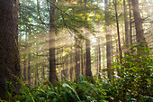 Sun rays filter through the trees along the trail to Third Beach, Olympic National Forest, Washington Olympic National Park, Washington, USA