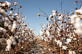 A path through a cotton field Pinehurst, NC, United States