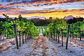 A beautiful sunrise over a vineyard in the Dry Creek Wine Country, CA Dry Creek Wine Country, California, USA