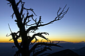 A silhouette of a tree at sunrise in Great Basin National Park, NV Great Basin National Park, Nevada, USA