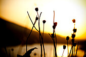 Dried flowers silhouetted at sunrise Hood River, Oregon, USA