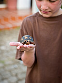 boy holds turtle, anguilla