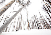 Skier skiing through dead trees MT, USA