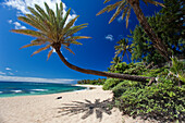 A low hanging palm tree at Sunset Beach north shore of Oahu, Hawaii, USA