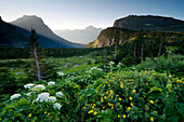 Logan Pass at sunrise in Glacier National Park, Montana Glacier National Park, Montana, USA