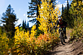 A athletic man mountain biking with fall colors in Wyoming., Jackson, Wyoming, USA