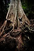 A beautiful young woman holding her hands against a huge tree deep in the jungle in Thailand., Railay, Thailand