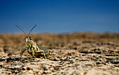 A grasshopper sits on a rock., La Grange, KY, United States