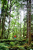 A man crosses a log in the thick green forest of the Olympic National Park., Washington, USA