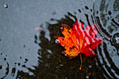 Red maple leaf in puddle after first rains of the fall., Moab, Utah, USA