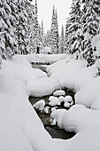 Young man ski-touring through forest, Rogers Pass, British Columbia, Canada