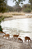 Antelopes at Mar Diwouini water hole, Penjari National Park, Benin