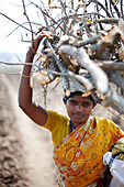 Woman carrying fire wood, Kabini, Karnataka, India