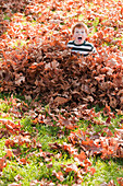 Caucasian boy playing in autumn leaves, Nanaimo, British Columbia, Canada