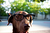 Close up of dog wearing eyeglasses, Boise, Idaho, USA