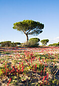 Tree growing in remote field, Donana, Andalucia, Spain