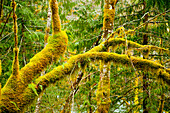 Moss growing on forest trees, Neah Bay, Washington, United States
