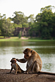 Monkeys sitting near river, Angkor, Siem Reap, Cambodia