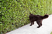 Dog peering into hedge, Los Angeles, CA, USA