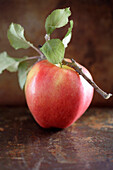 Red apple and twig, Santa Fe, New Mexico, USA