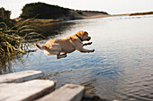 Labrador jumping into river, Salmon Creek, CA, USA
