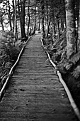 Wooden path through woods, Halifax, Nova Scotia, Canada