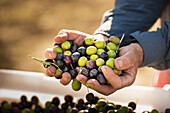 Caucasian man with handful of olives, Capay Valley, California, United States