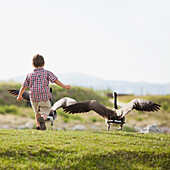 Caucasian boy feeding geese, South Jordan, Utah, USA