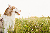 Dog panting in tall grass, Miami Beach, Florida, United States