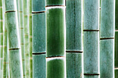 Detail of Bamboo in a Forest, Kyoto, Japan