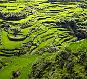 Rice Terraces in Banaue, Banaue, Infugao Province, Philippines
