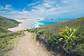 Dirt path on coastal hillside, Te Werahi, Cape Reinga, New Zealand, Te Werahi, Cape Reinga, new zeland