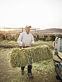 Caucasian farmer carrying hay bale, Saint George, Utah, USA