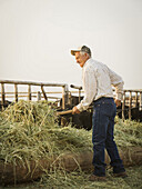 Caucasian farmer forking hay, Saint George, Utah, USA