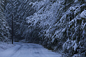 Snowy road, Port Angeles, Washington, United States, Port Angeles, Washington, USA