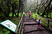 Lehrpfad, Nationalpark Garajonay, La Gomera, Kanarische Inseln, Spanien