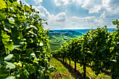 View from Kappelberg with vineyard to Rotenberg and Untertuerkheim in background, Stuttgart, Baden-Wurttemberg, Germany