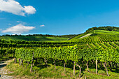 Vineyard at Kappelberg, Fellbach, Baden-Wurttemberg, Germany