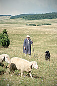 Sheepherd with flock of sheep and dog, former military training area near Munsingen, UNESCO biosphere reserve Swabian Alps, Baden-Wurttemberg, Germany