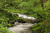Stream, Grobbach, Geroldsau, Black Forest, Baden-Baden, Baden-Wuerttemberg, Germany