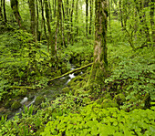 Green forest near Arbois, Jura, France