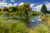 Hamurana Springs, Rotorua, Bay of Plenty, North Island, New Zealand