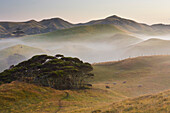 Morning light over meadow, Wharariki, Tasman, South Island, New Zealand