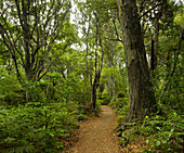 Path to Lake Wilkie through forest and ferns, Catlins, Otago, South Island, New Zealand