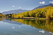 Trees along the lake shore, Lake Benmore, Otago, South Island, New Zealand