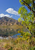 Trees along the lake shore, Lake Benmore, Otago, South Island, New Zealand