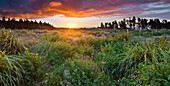 Sunset over a meadow, Manawatu-Wanganui, North Island, New Zealand