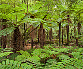 Baumfarne, Whirinaki Forest Park, Bay of Plenty, Nordinsel, Neuseeland