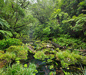 Rainforest, Omanawa Gorge, Bay of Plenty, North Island, New Zealand